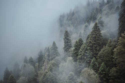 有关不变, 冷静, 华丽的的免费素材图片