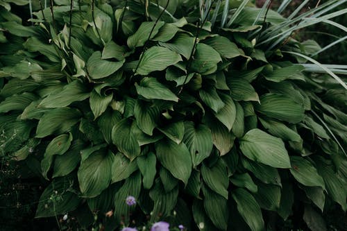 绿色的叶子的植物特写照片 · 免费素材图片