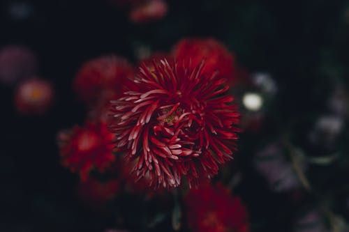 红色花的浅焦点摄影 · 免费素材图片