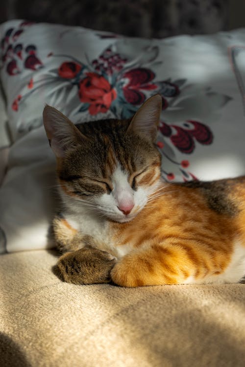 坐在米色纺织品上的橙色和棕色的虎斑小猫 · 免费素材图片