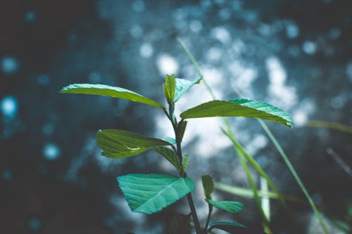 植物的选择性聚焦摄影 · 免费素材图片