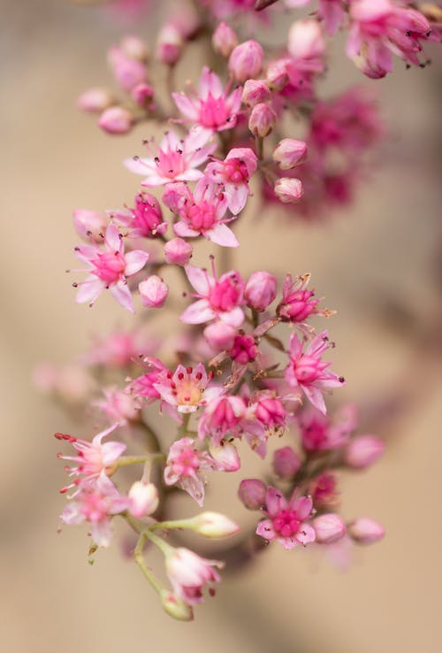 粉色的乳草花的选择性聚焦摄影 · 免费素材图片