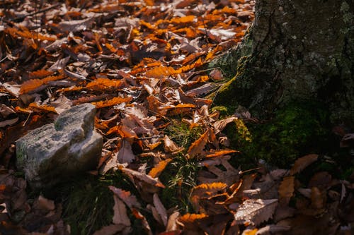 在地面上长满苔藓的树干覆盖着落叶在秋天的树林 · 免费素材图片