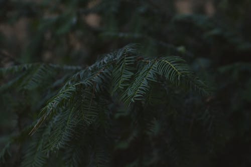 绿松叶的选择性聚焦照片 · 免费素材图片