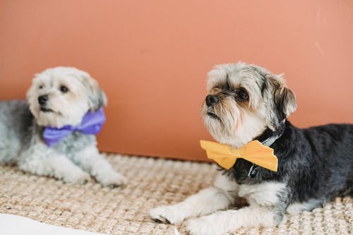 节日领结的狗 · 免费素材图片