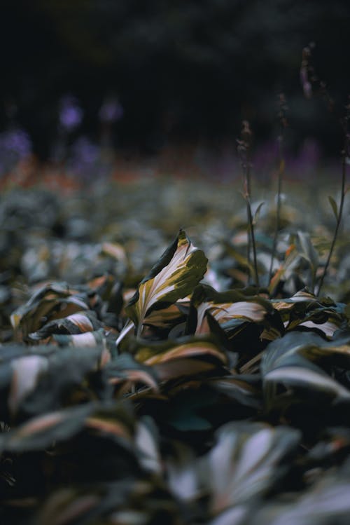 绿色植物的选择性聚焦摄影 · 免费素材图片