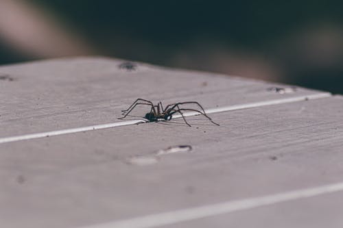 蜘蛛的选择性聚焦照片 · 免费素材图片