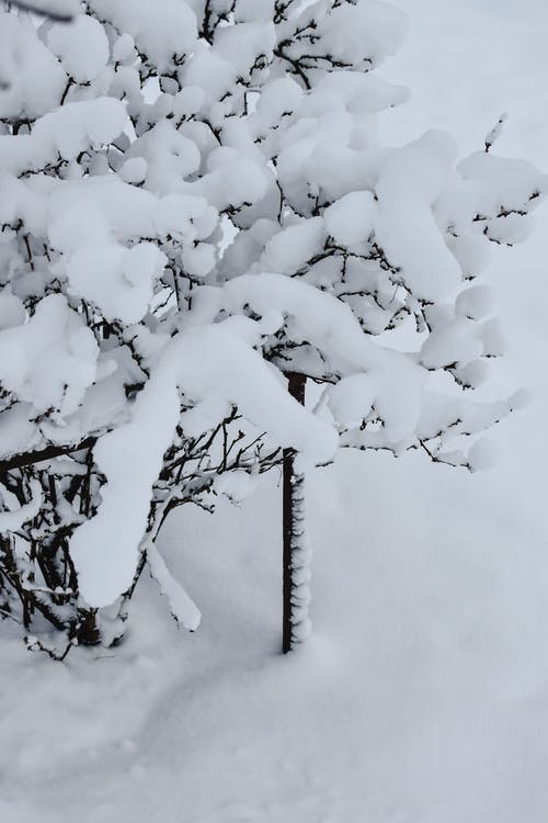 有关ICEE, 下雪的天气, 分支机构的免费素材图片