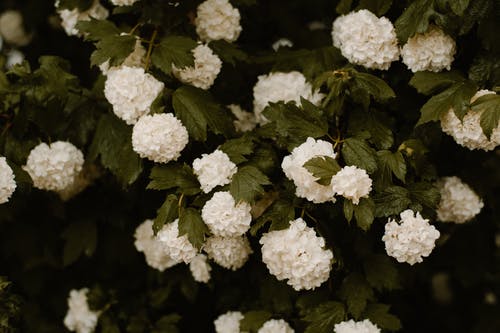 白色花瓣花的照片 · 免费素材图片