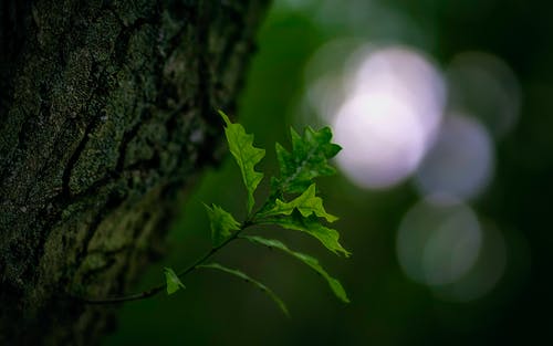 绿叶的选择性聚焦摄影 · 免费素材图片