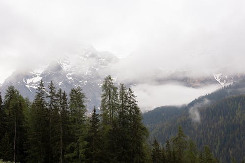 有关华丽的, 场景, 增长的免费素材图片