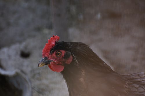 黑鸡的特写照片 · 免费素材图片