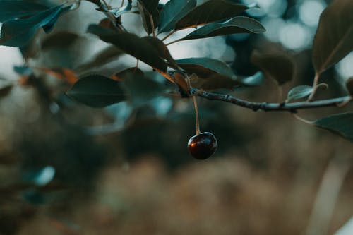 黑樱桃的浅焦点摄影 · 免费素材图片