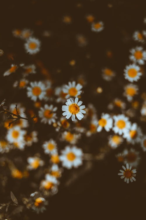 白花瓣 · 免费素材图片