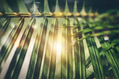 绿色棕榈树的叶子的选择性聚焦摄影 · 免费素材图片