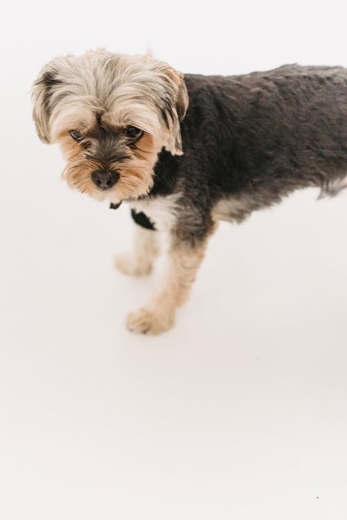 纯种毛茸茸的约克夏犬站在工作室 · 免费素材图片