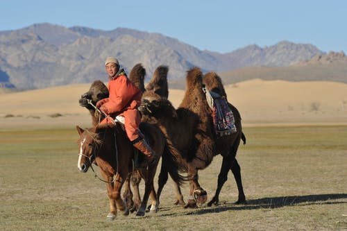 2名男子骑着棕色骆驼 · 免费素材图片
