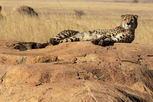 猎豹躺在巨石上的野生动物摄影 · 免费素材图片
