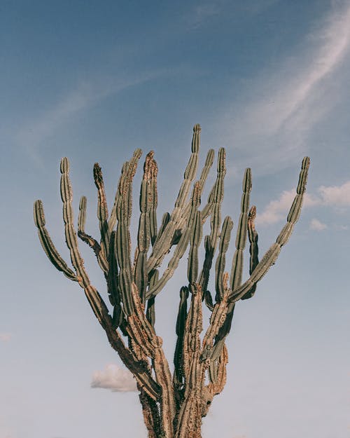 有关乾的, 仙人掌, 仙人掌科的免费素材图片