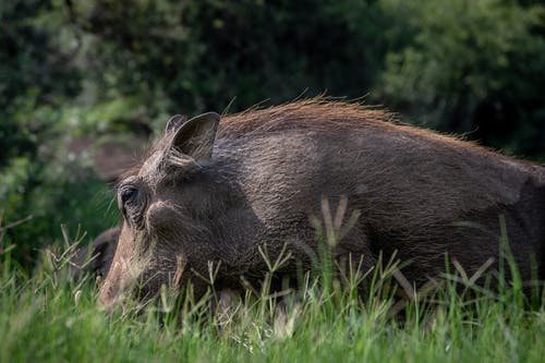 有关動物, 哺乳動物, 疣猪的免费素材图片