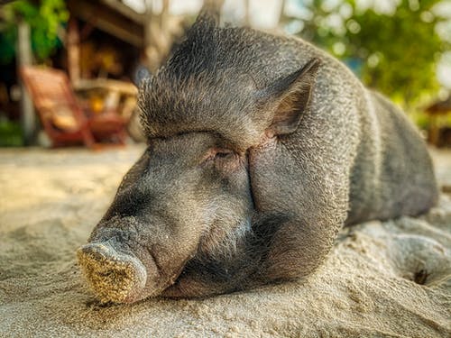 有关動物, 哺乳動物, 豕的免费素材图片