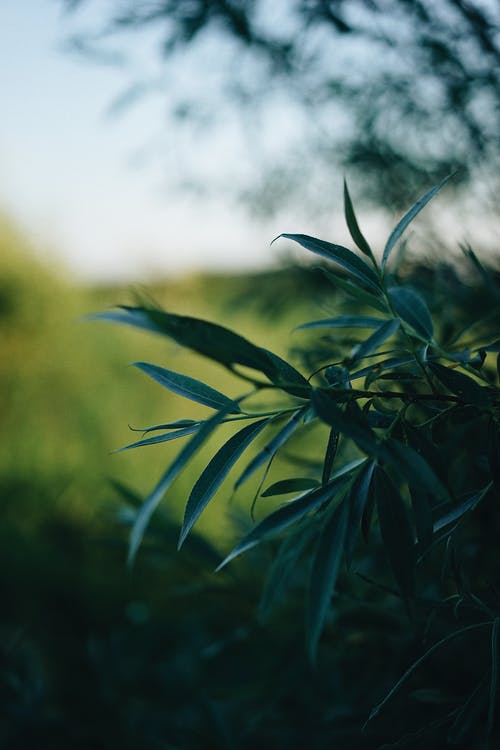 有关垂直拍摄, 工厂, 樹葉的免费素材图片