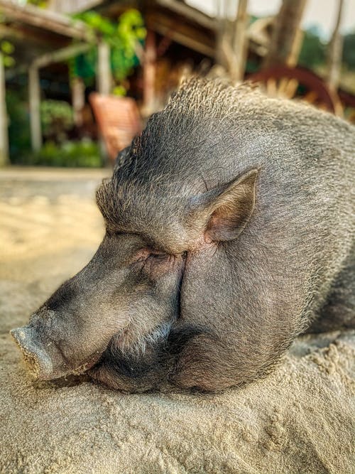 有关動物, 哺乳動物, 垂直拍摄的免费素材图片