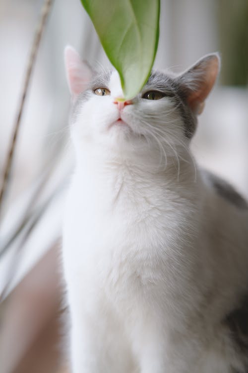 有关動物, 動物攝影, 垂直拍摄的免费素材图片