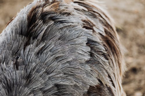 有关動物, 羽毛, 選擇性對焦的免费素材图片