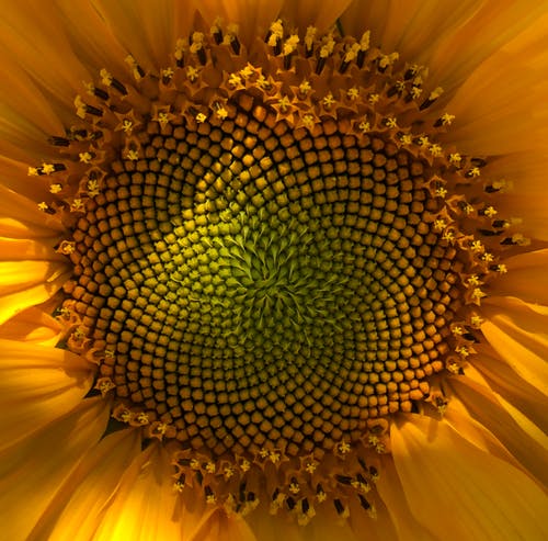 有关向日葵, 圖案, 微妙的免费素材图片