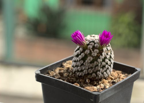 有关增長, 室内植物, 景深的免费素材图片