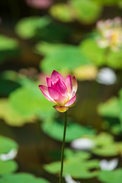 有关'印度莲花', 垂直拍摄, 幹的免费素材图片