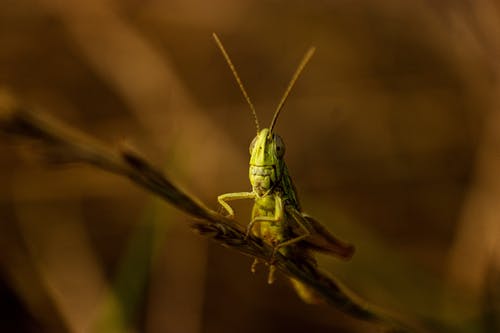 有关動物, 微距攝影, 戶外的免费素材图片