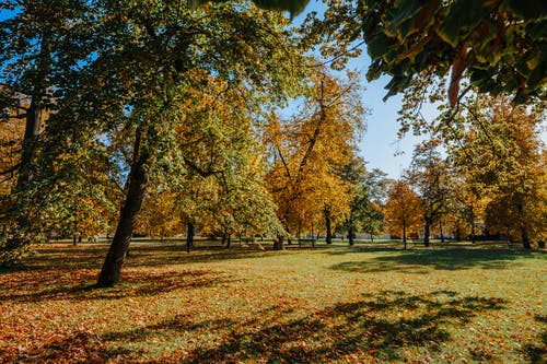 有关下落, 公園, 天性的免费素材图片