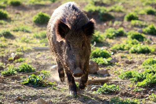 有关動物, 哺乳動物, 土的免费素材图片