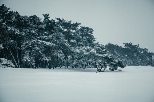 有关冬季, 大雪覆盖, 天性的免费素材图片