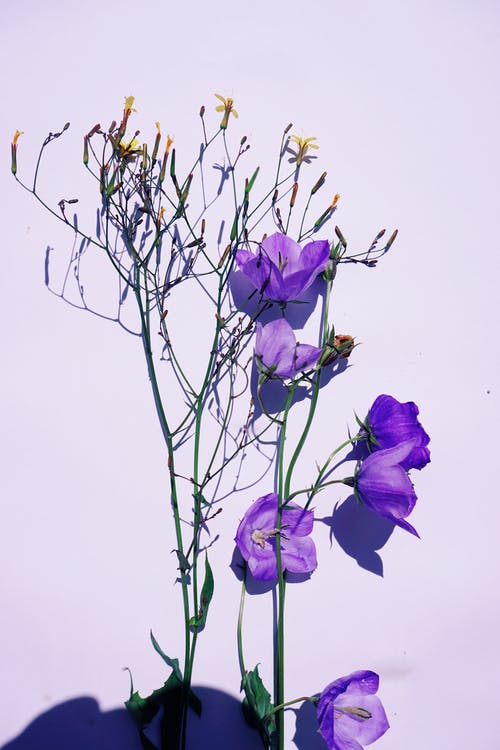 有关bellflowers, 垂直拍摄, 微妙的免费素材图片