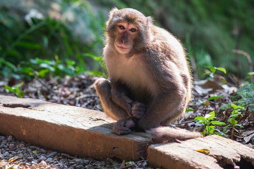 有关動物, 動物攝影, 原本的免费素材图片