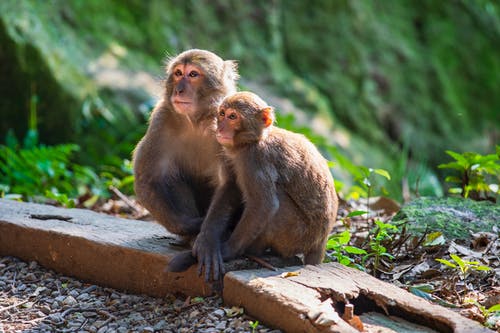 有关動物攝影, 原本, 哺乳動物的免费素材图片