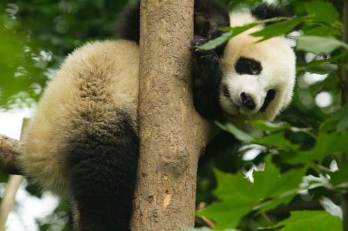 有关動物, 動物園, 可愛的免费素材图片