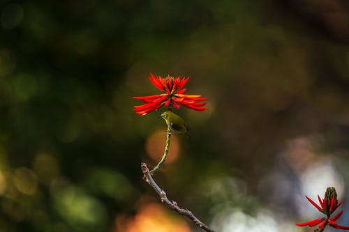 有关天性, 戶外, 景深的免费素材图片