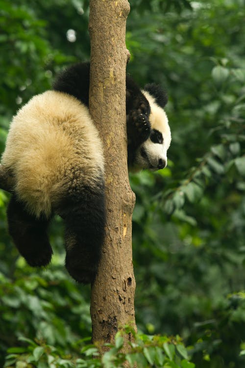 有关動物, 動物園, 可愛的免费素材图片