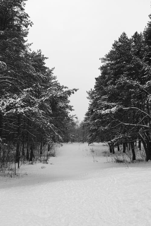 有关地面, 垂直拍摄, 大雪覆盖的免费素材图片