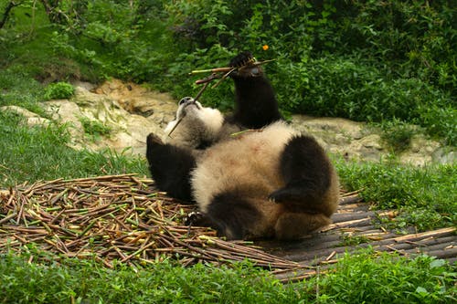 有关動物, 動物園, 可愛的免费素材图片