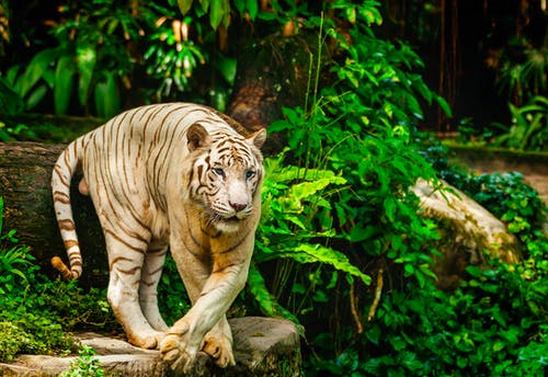 有关動物, 危險, 哺乳動物的免费素材图片