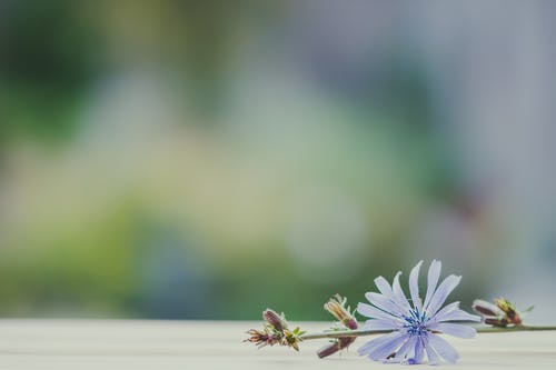 蓝色花瓣花的选择性聚焦摄影 · 免费素材图片