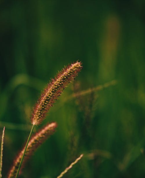 有关垂直拍摄, 浅焦点, 花的免费素材图片