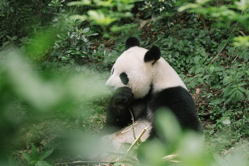 有关動物攝影, 吃, 棲息地的免费素材图片