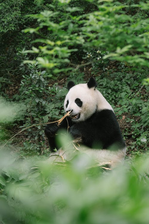 有关動物攝影, 吃, 棲息地的免费素材图片