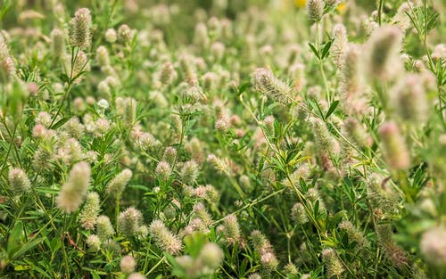 有关植物群, 樹葉, 綻放的花朵的免费素材图片